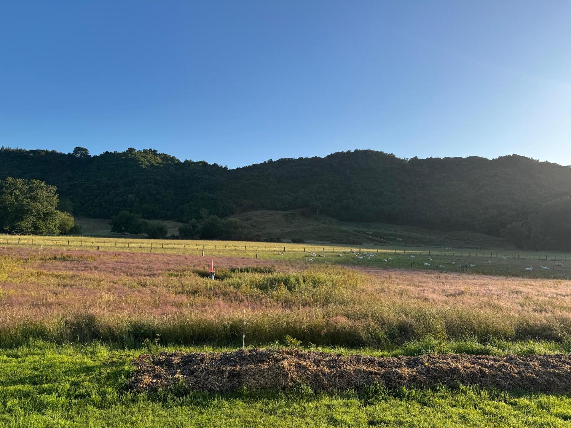 Bellbird Hideaway Country house Pleasant Valley